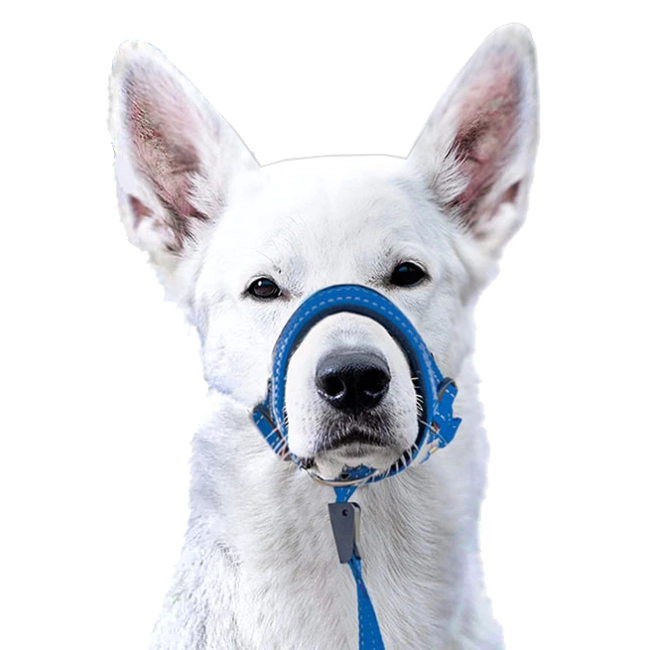 намордник с ошейником для собак