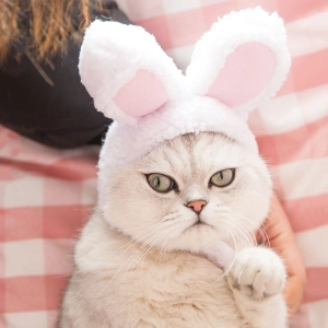 Шапка для кішки з вушками шапка для кішки з вушками