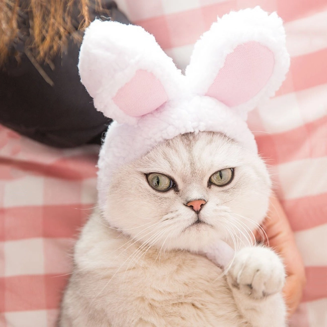 шапка для кішки з вушками