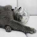 кошачий шар намордник