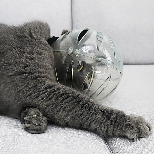 котяча куля намордник