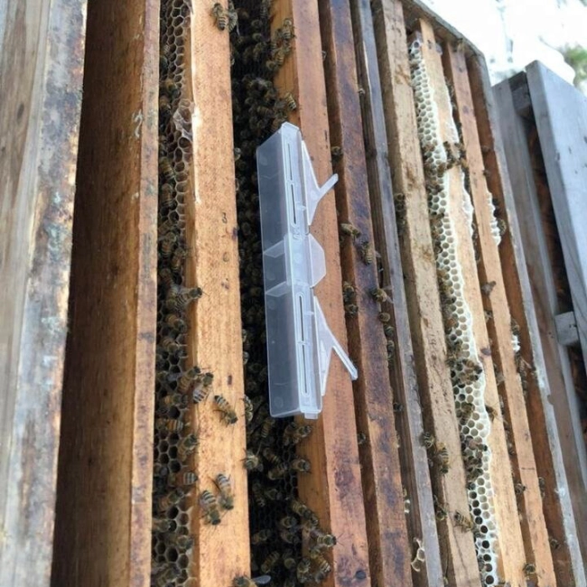 пастка для бджіл