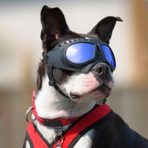 солнечные очки для собак