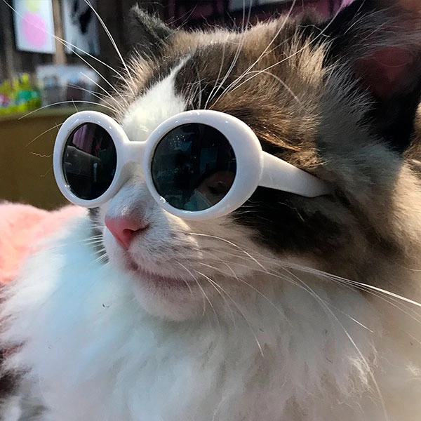 солнцезащитные очки для кошки