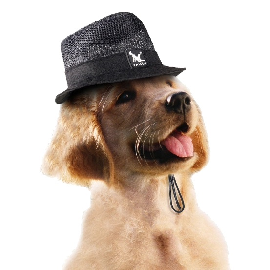 шляпа для котов и собак