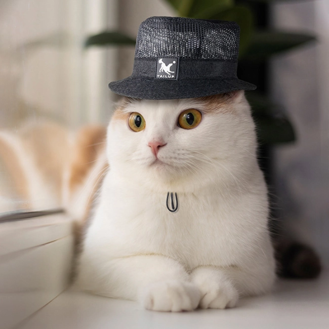 купить шляпу для котов и собак