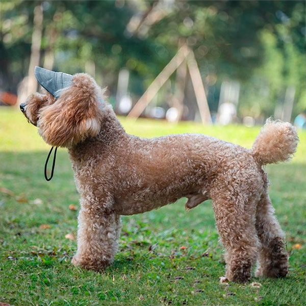 летняя бейсболка для собаки