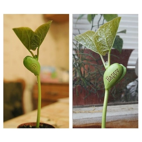 чарівний боб