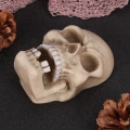 ключниця череп