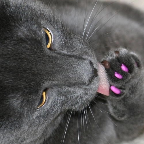 накладки на кігті для кішок.