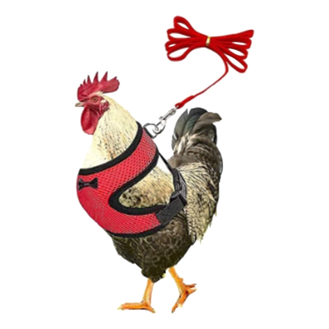 шлейка для курицы