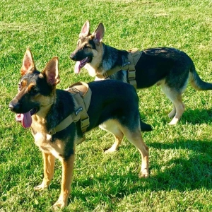 тактическая шлейка для собак