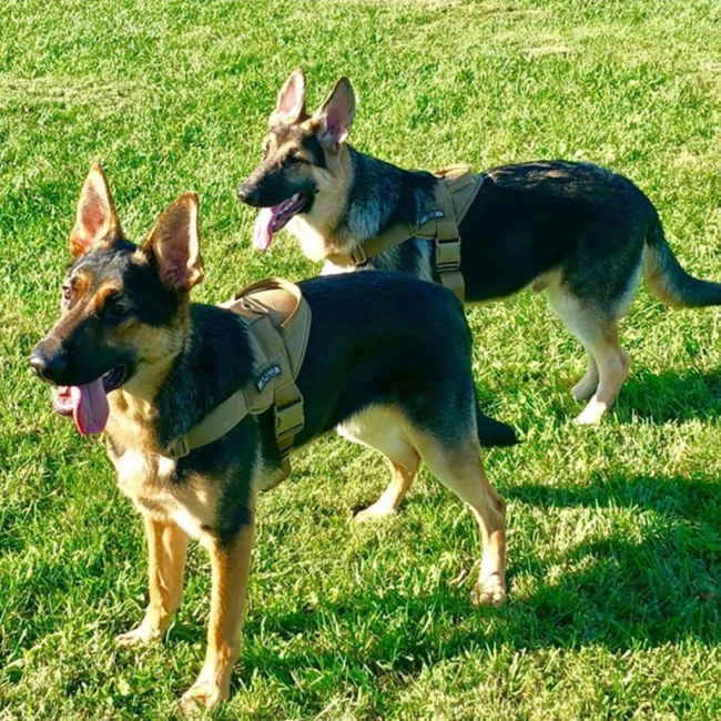 тактична шлейка для собак