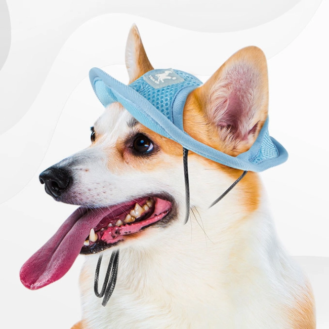 панама для собак