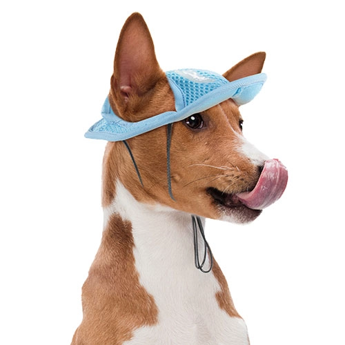 панама на собаку