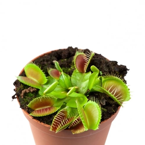 мухоловка рослина