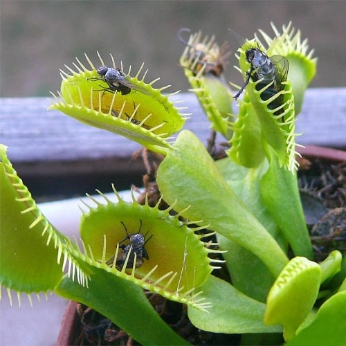 квітка мухоловка