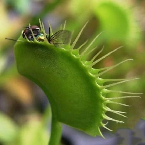 рослина мухоловка