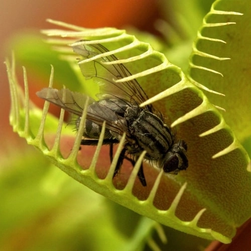 насіння венериної мухоловки