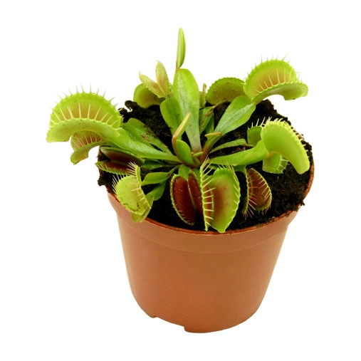 насіння венериної мухоловки