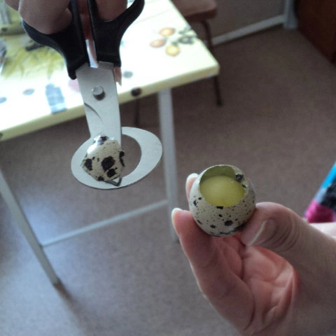 ножиці для яєць перепелів