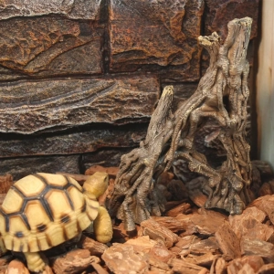 декорация в террариум коряга