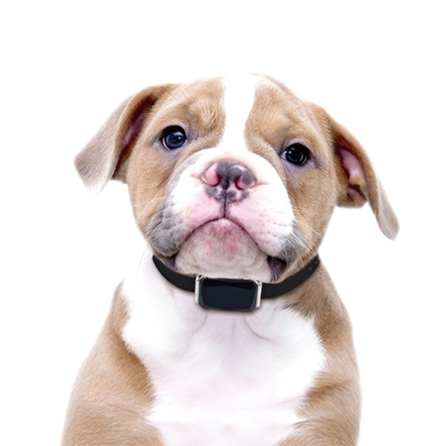 ошейник с маячком для отслеживания собаки