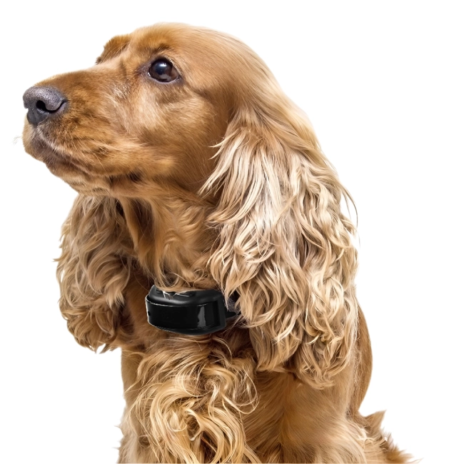 ошейник для собак против лая