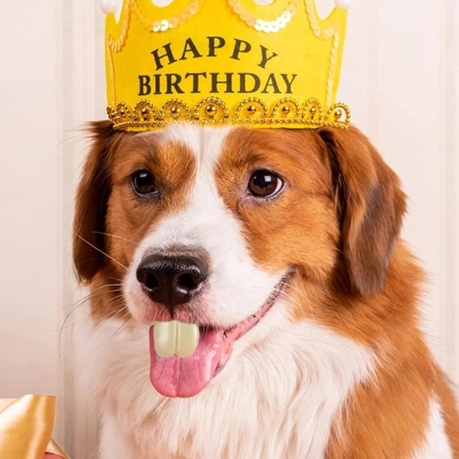 Накладні зуби на собаку