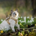 тактичний жилет для кота