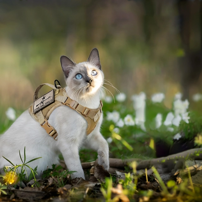 тактический жилет для кота