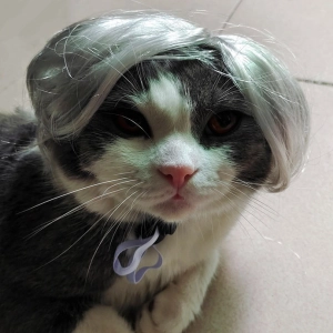 Парик для кота Парик для кота