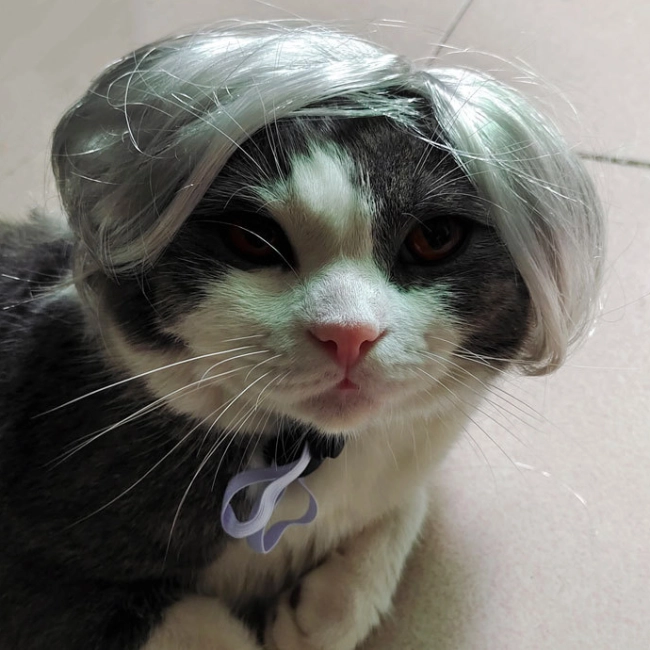 Парик для кота