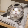 Шолом від укусів кота