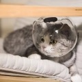 Котячий шолом