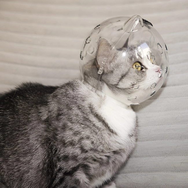 Намордник-куля для котів