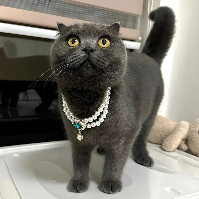 Ожерелье для кошки