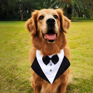 Смокинг для собаки Смокинг для собаки. Cмокинг на собаку. Собачий смокинг