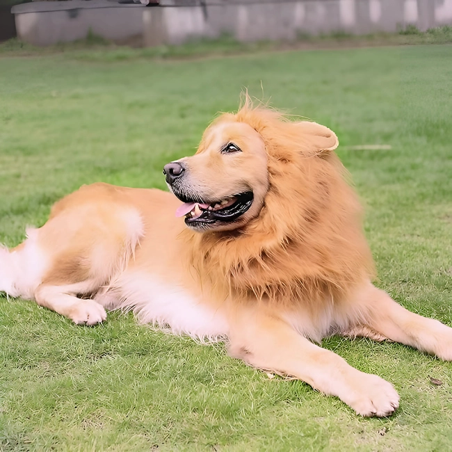 костюм на хэллоуина для собаки