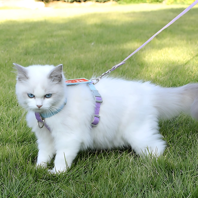 шлейка для прогулянки з тваринами