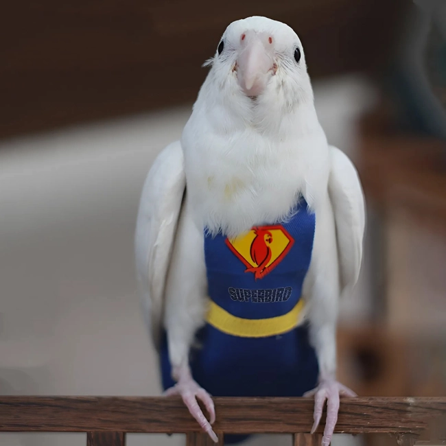 Комбинезон для попугая