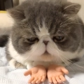 іграшка долонька для кота