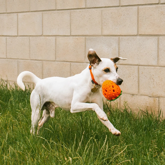Кормушка для медленного кормления собак
