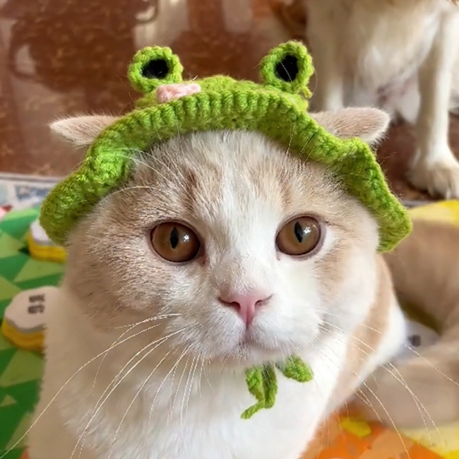 Шапка у вигляді жаби для кота