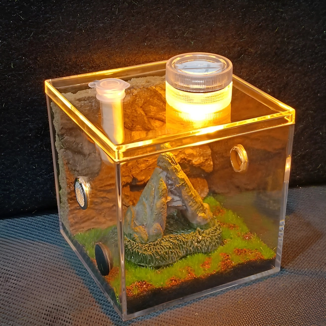 террариум для насекомых