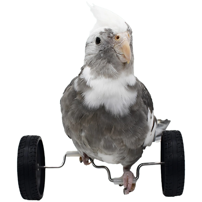 іграшка для папуги