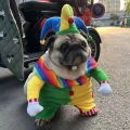 костюм клоуна для собаки