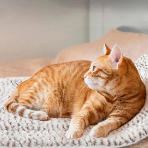 Самонагревающийся коврик для животных самонагревающийся коврик для животных