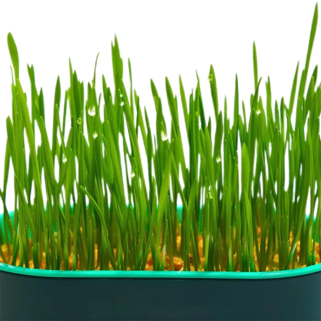 лоток для вирощування трави