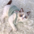жилетка для кота